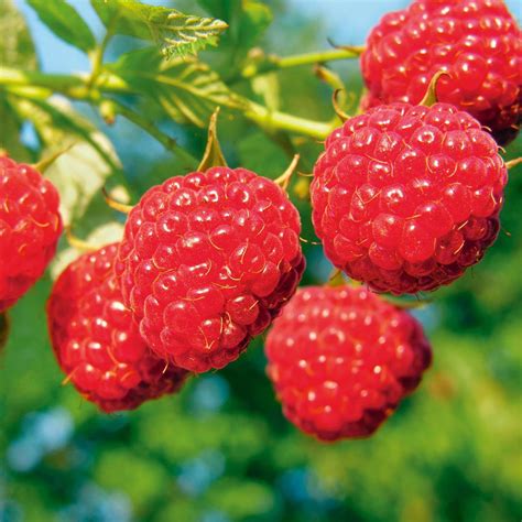 100 Fruit From Boskoop Framboos Rubus Idaeus Two Timer Pot 21