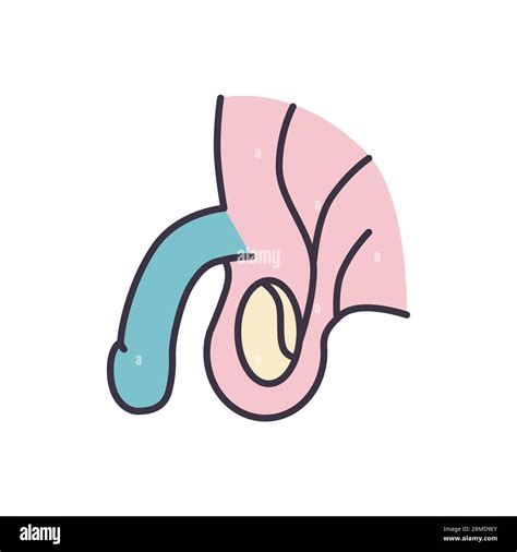 Male Reproductive System Vector Line Icons Stock Vector Image And Art Alamy