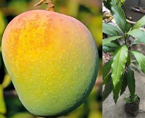 Dejestqoo Badam Mango Mango Plant Grafted Plant Height 2 3 Feet