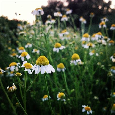 Roman Chamomile Plant