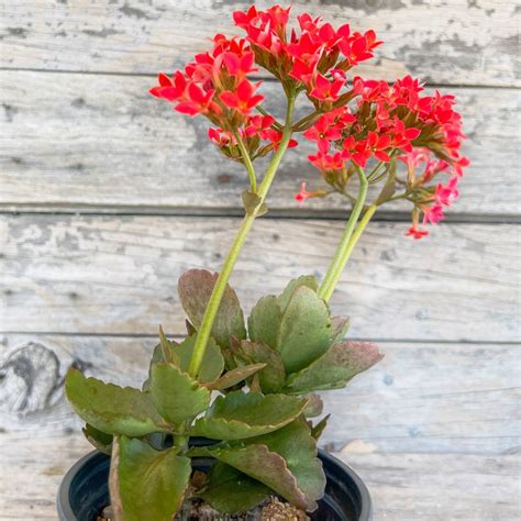 Kalanchoe blossfeldiana - Florist Kalanchoe - Easy Succulents