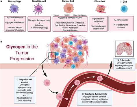 Frontiers Revisiting Glycogen In Cancer A Conspicuous And Targetable