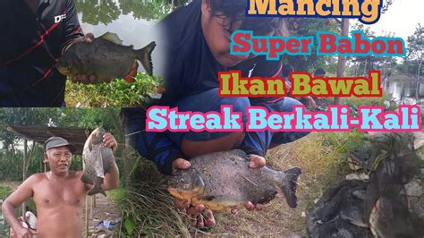 Mancing Ikan Bawal Super Babon Streak Berkali Kali Bikin Melongo Yang