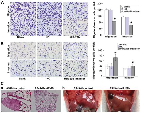 SRF MiR29b MMP2 Axis Inhibits NSCLC Invasion And Metastasis