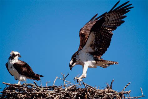 Osprey | Fish-eating, Migration, Conservation | Britannica