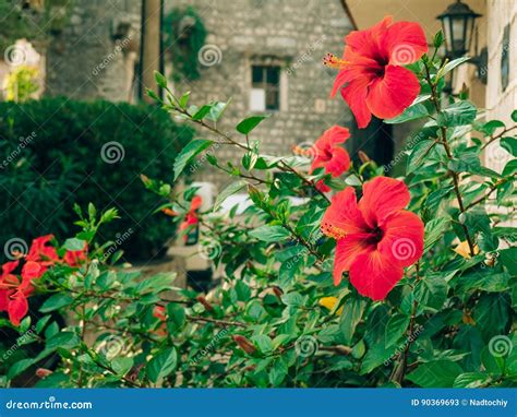 Una Flor Del Hibisco Rojo En Un Arbusto Imagen De Archivo Imagen De