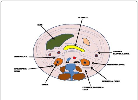 Retroperitoneal Space Anatomy