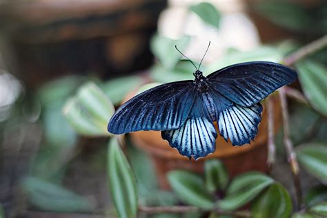 Banco de imagens natureza asa folha flor verão Primavera verde