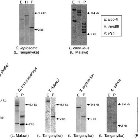 The Results Of Southern Blot Analysis Genomic Dnas Were Digested By