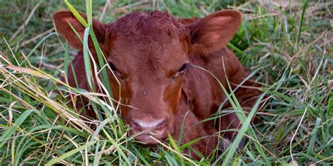 Red Devon Cattle Gourmet Beef On Grass Abiding Acres Farm Red