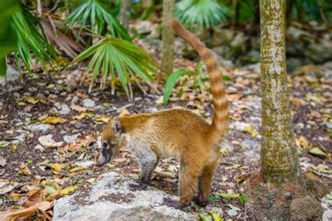 30+ Raccoon Tree Family Forest Stock Photos, Pictures & Royalty-Free Images - iStock