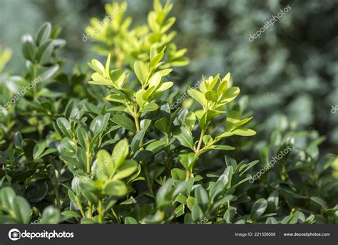 Buxus Sempervirens Leaf