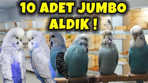 10 ADET JUMBO MUHABBET KUŞU YAVRU ALDIK SAHİPLENDİRECEĞİZ YouTube