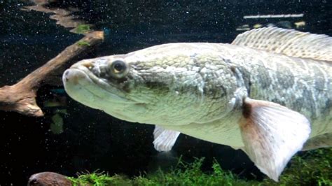 Snakehead Ocean Treasures Memorial Library