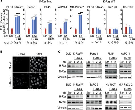 Wild Type H And N Ras Promote Mutant K Ras Driven Tumorigenesis By