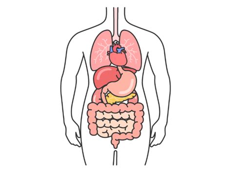 人体の解剖図の無料イラスト｜透過PNG・商用利用OK｜イラストセンター