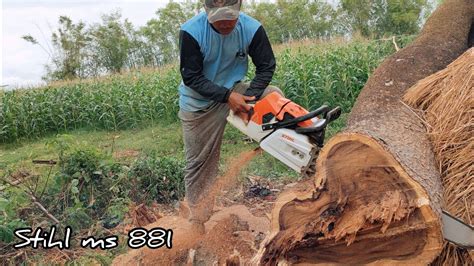 The Strongest Chainsaw From Stihl Cut Down The Trembesi Tree YouTube