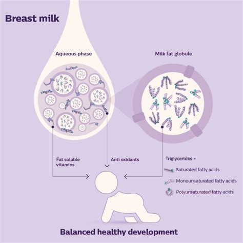 Fat Molecules In Milk