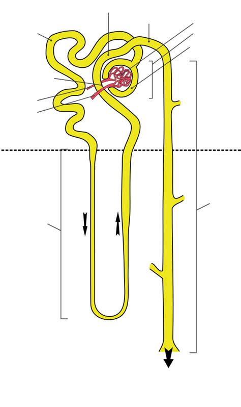 Nephron Diagram Quizlet