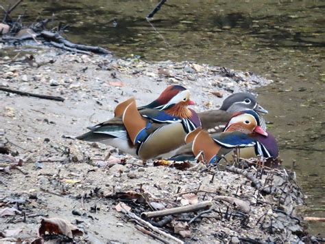 Friday Th August Cornwall Birds Cbwps