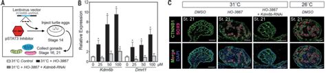 Temperature Dependent Sex Determination Is Mediated By Pstat3 Repression Of Kdm6b Science