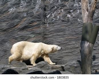 Walking Polar Bear Stock Photo 1803835 | Shutterstock