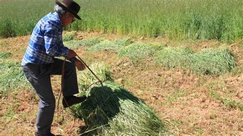 Cuidados Y Mantenimiento Para Un Buen Pasto Y Forraje Contexto Ganadero