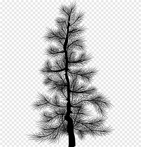 Pine Silhouettes Black Pine Tree Illustration Png Pngegg