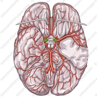 blood supply   braincircle  willis easy anatomy