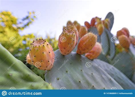 Opuntia Dos Ramos Do Cacto De Sabra Ficus Indica Muitos Frutos