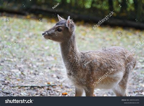 Portrait Curious Young Deer Bambi Baby Stock Photo 2207211071 ...