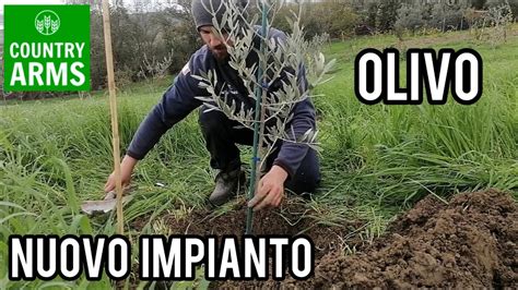 Piantare L Olivo Tecnica Di Impianto Tradizionale YouTube