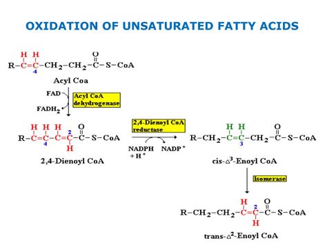 Fatty Acid Oxidation Defects