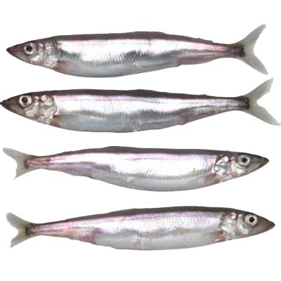 Food Project Female Capelin With Roe 1Pk | Villa Market