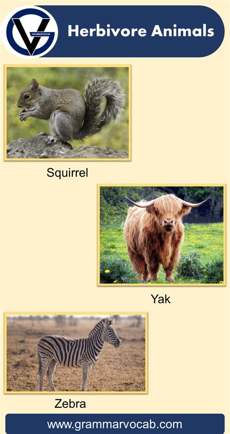 List Of Herbivore Animals Names Pictures Grammarvocab