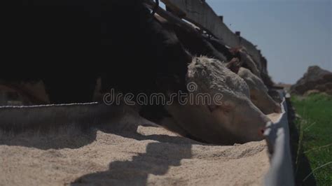 Cows Eat Silage at a Large Dairy Farm, Milk Production Stock Video ...