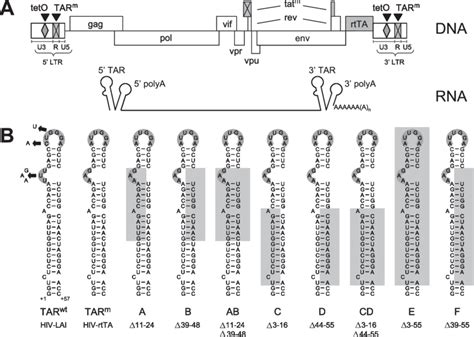 Tar Mutations Introduced In The Dox Dependent Hiv Rtta A A Schematic