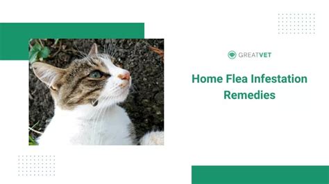 PPT - Home Flea Infestation Remedies PowerPoint Presentation, free ...