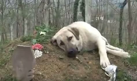 Ce chien au cœur brisé va tous les jours visiter la tombe de son maître