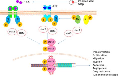 Frontiers An Update On The Multifaceted Roles Of STAT3 In 58 OFF