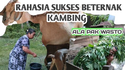 Rahasia Sukses Beternak Kambing Ala Pak Wasto Youtube