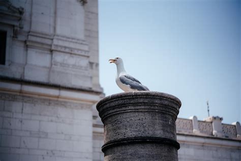 Una Gaviota Sentada En Una Columna De Piedra Antigua Contra Las Paredes