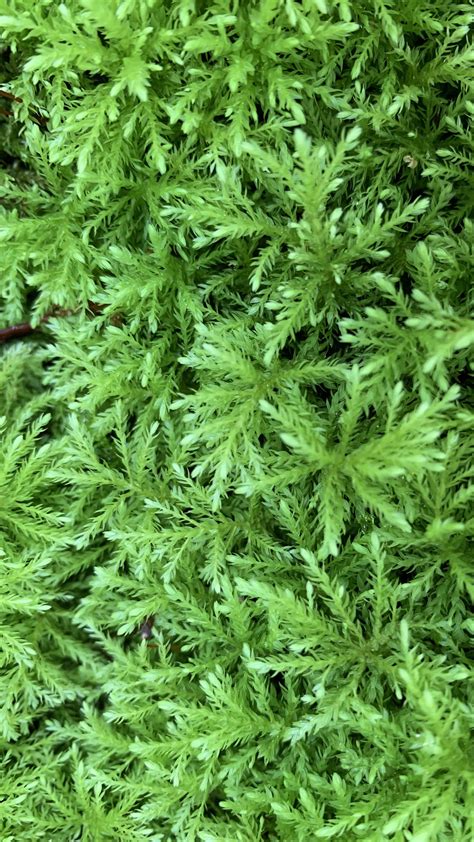 Does moss qualify as a houseplant? : r/houseplants