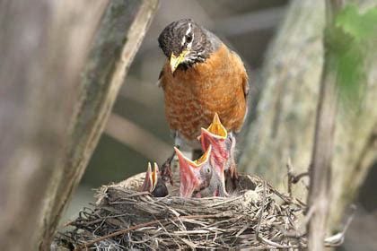 american robin pictures   photography bird wildlife