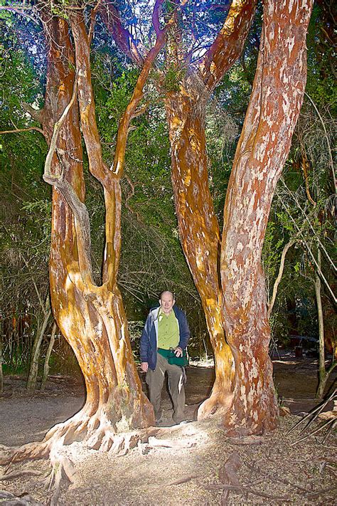 Standing Between Two Arrayanes Trees In Arrayanes National Park Near Bariloche Argentina