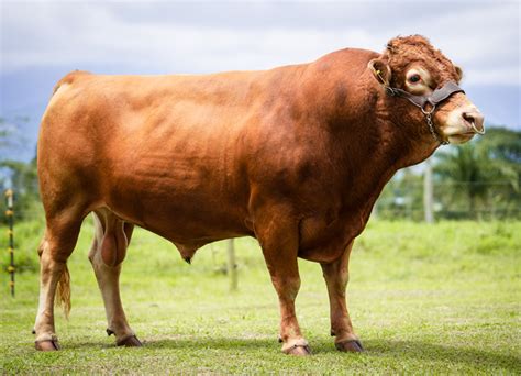 Revista Gen Tica Bovina Colombiana