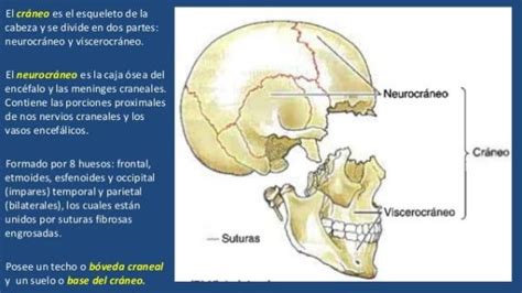 Las Funciones Del Cráneo Esquema ImÁgenes