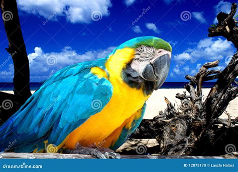 Parrot On Tropical Beach Stock Photo - Image: 12875170