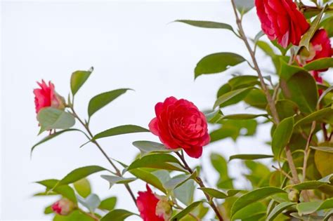 Premium Photo | Red camellia flower