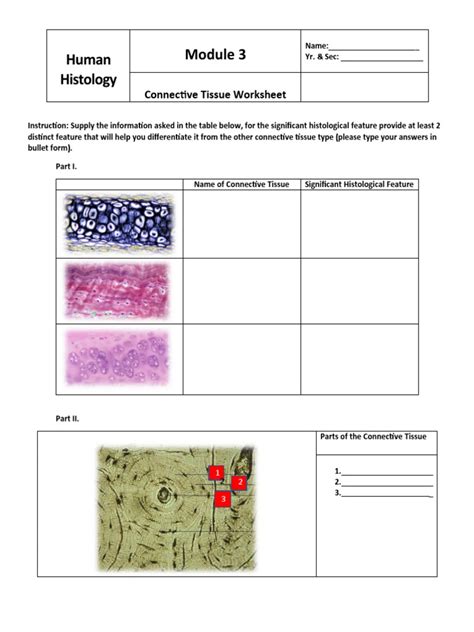 Connective Tissue Laboratory Worksheet Pdf Worksheets Library